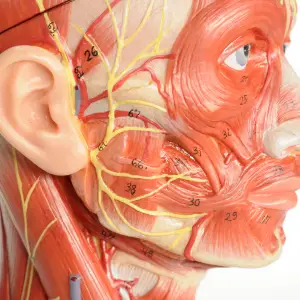 Facial Anatomy & Physiology